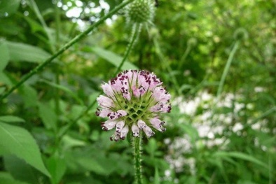 Tiêu chuẩn quốc gia sửa đổi 1:2024 TCVN I-4:2017 về rễ cây tục đoạn sấy khô làm dược liệu